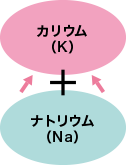 カリウムとナトリウムの関係性