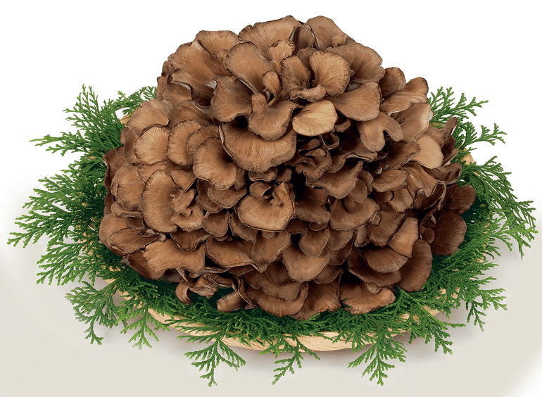 Yukiguni Maitake